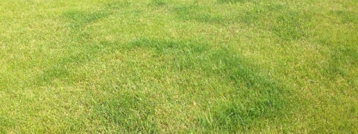 What Does Nitrogen do for Grass » Best Lawn Sprinkler