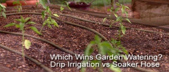 Drip Irrigation vs Soaker Hose: Which is Best?