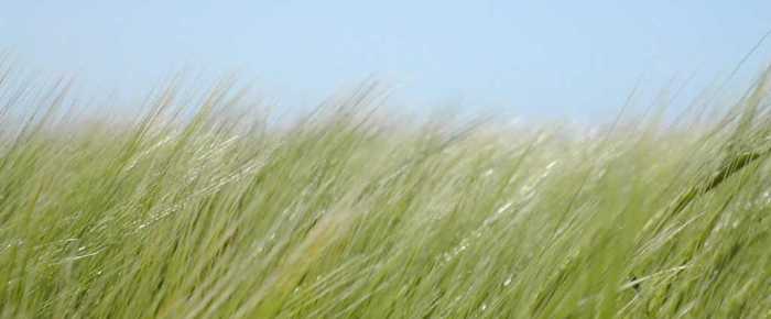 Why does Grass make you Itchy?