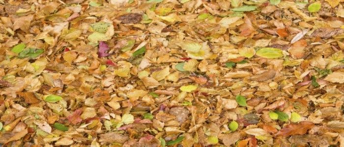 why-is-leaf-litter-important-best-lawn-sprinkler