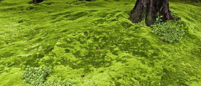 Why is There Moss in My Lawn