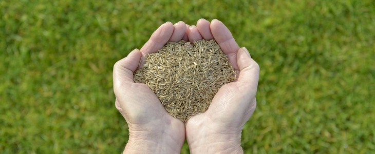 How Much Grass Seed Do You Need