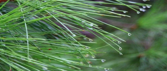 best way(s) to pick up pine needles